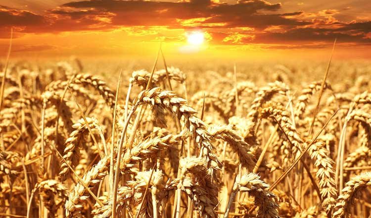 Why A Gluten-Free Diet Could Change Your Life1