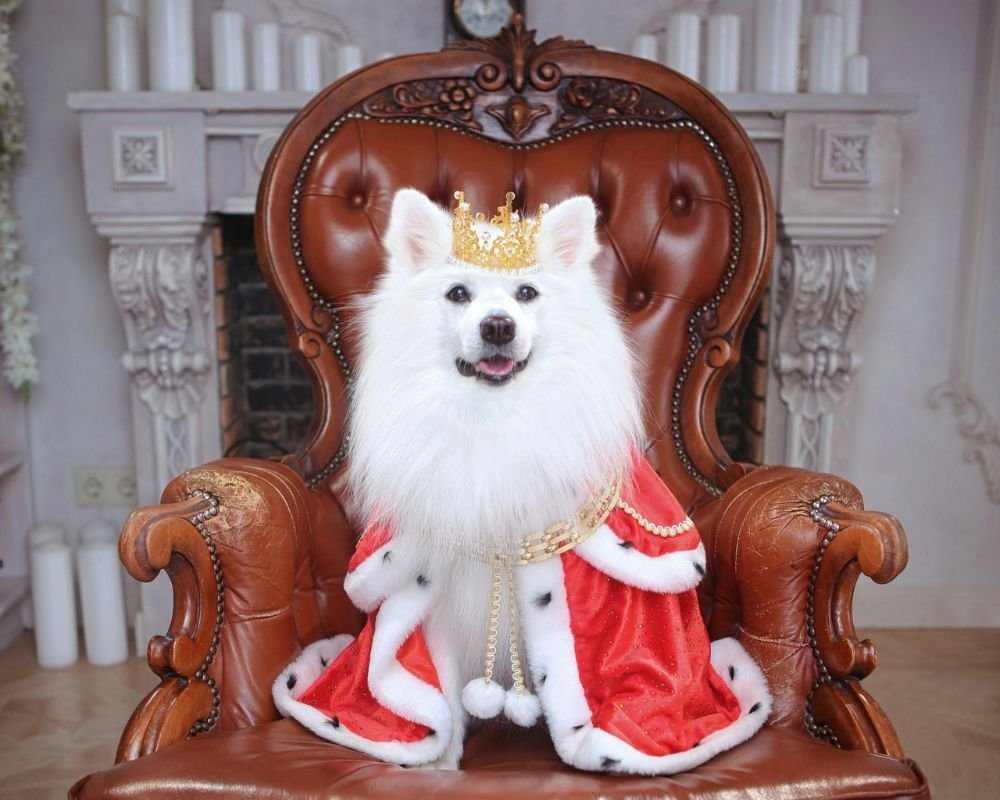 International Dog Day